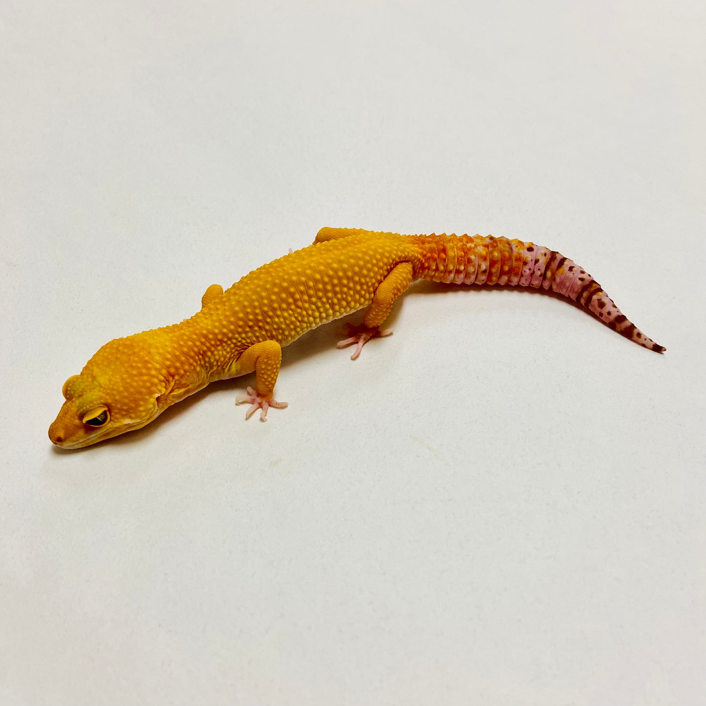 Raptor Leopard Gecko Male A-C7-70822-1