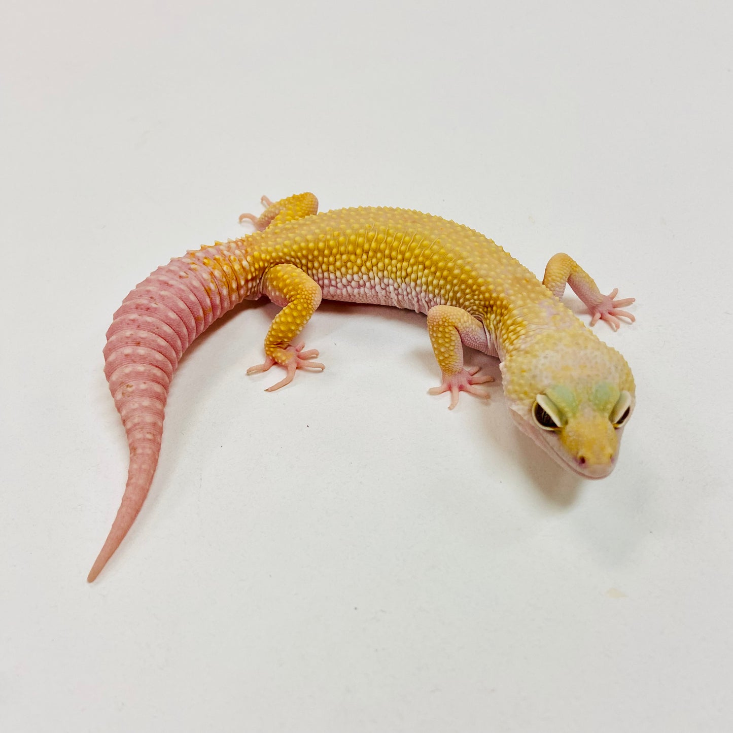 Mack Snow Tremper Murphy Patternless W/Y Leopard Gecko Male I-C3-70422-1