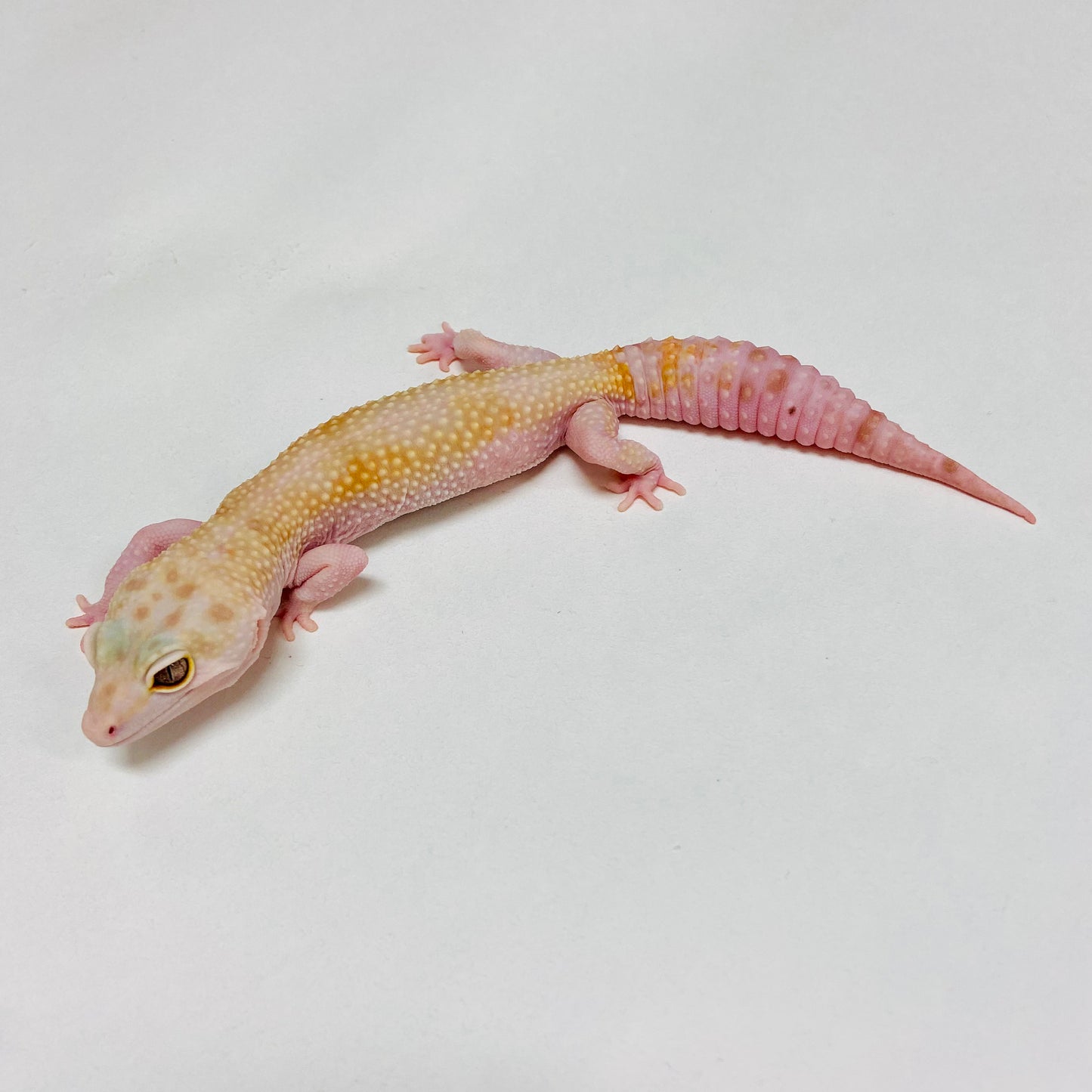Mack Snow Raptor W/Y Leopard Gecko Female B-J2-70720-2