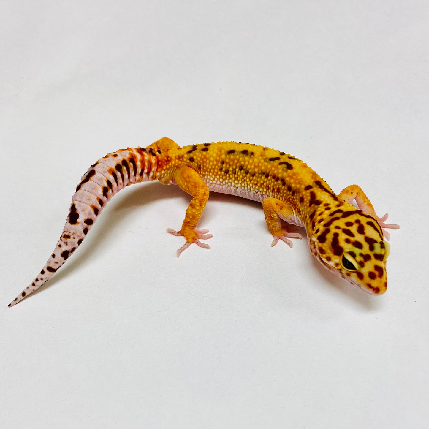 Albino Tremper Tangerine Leopard Gecko Male B-F3-12924-1