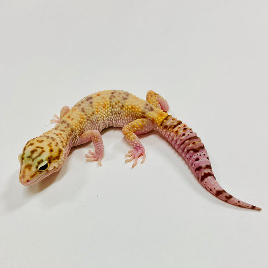 Raptor W/Y Leopard Gecko Female F-A7-81924-1