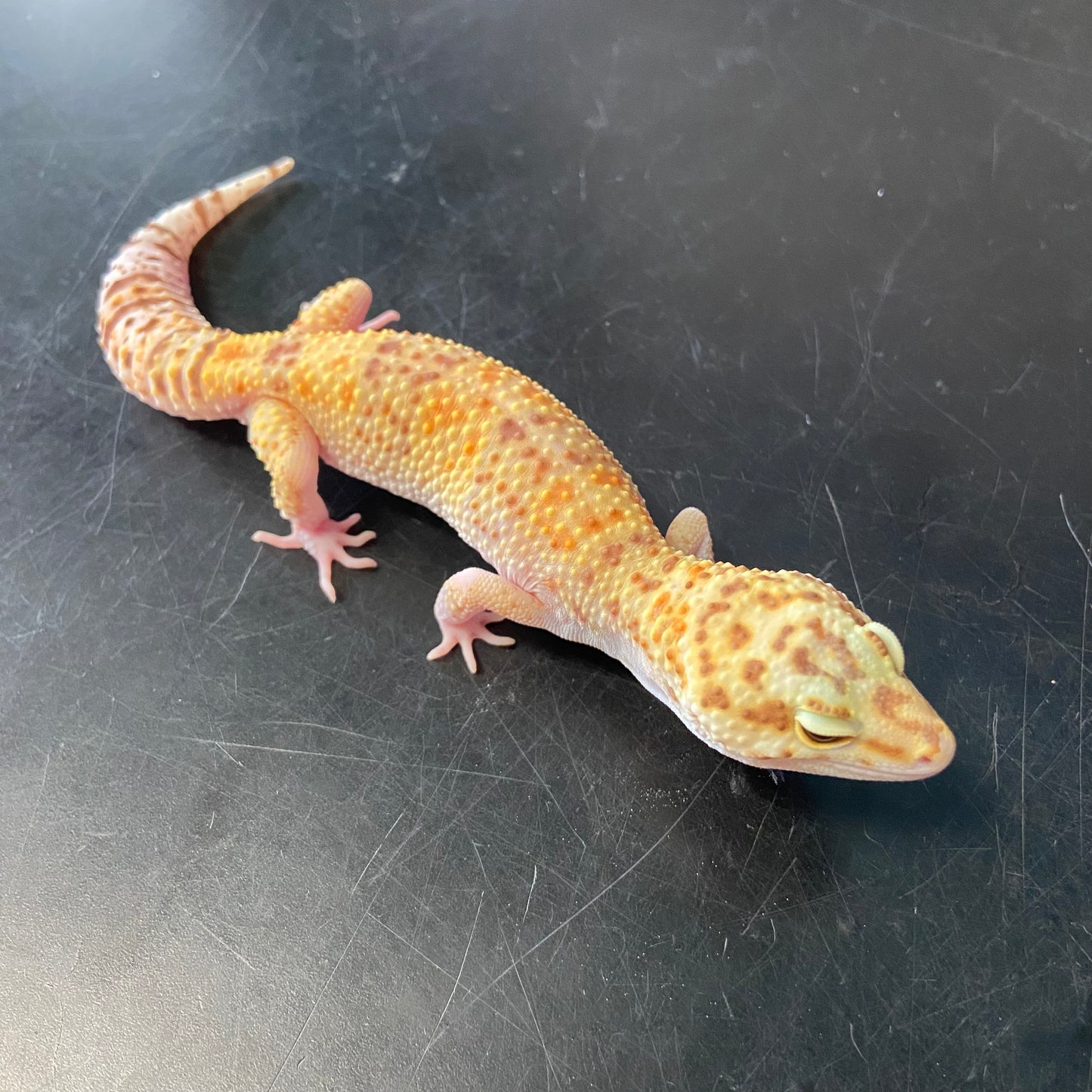 Raptor W/Y Leopard Gecko Female F-A7-81924-1