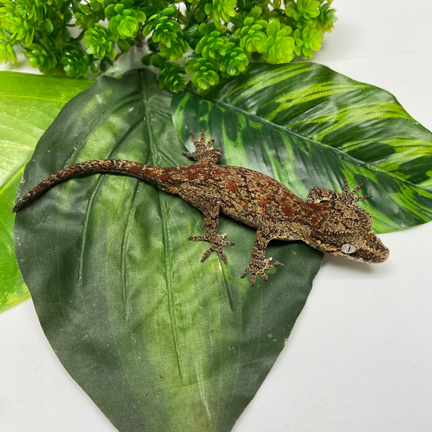 Red Blotch Reticulated Gargoyle Gecko 2024 Male AN405