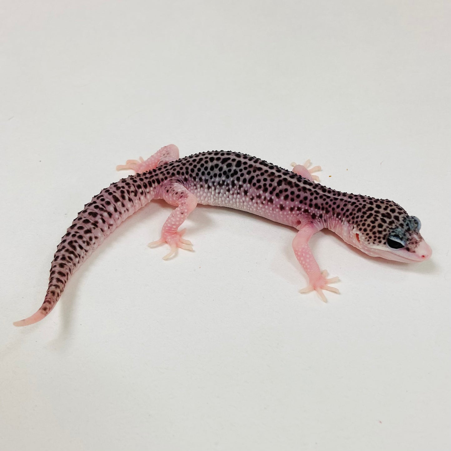 Super Snow W/Y Leopard Gecko 2025-112
