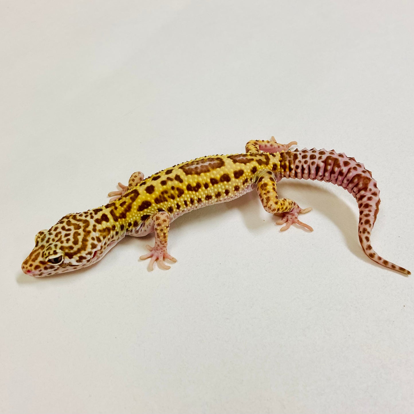 Bold Bell Eclipse Leopard Gecko Male 2025-094