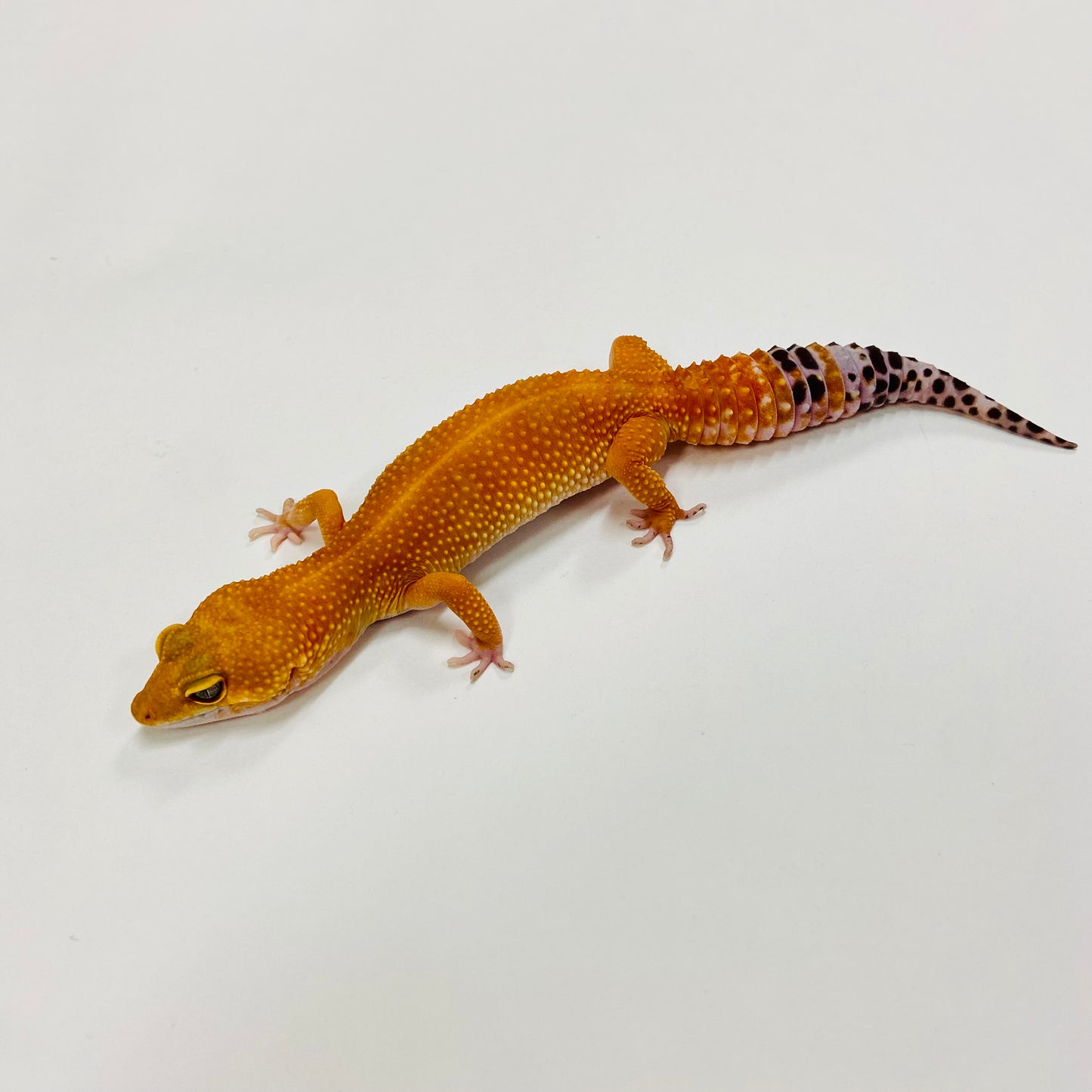 Super Hypo Tangerine Carrot Tail Baldy Leopard Gecko Female H-L2-71021-1
