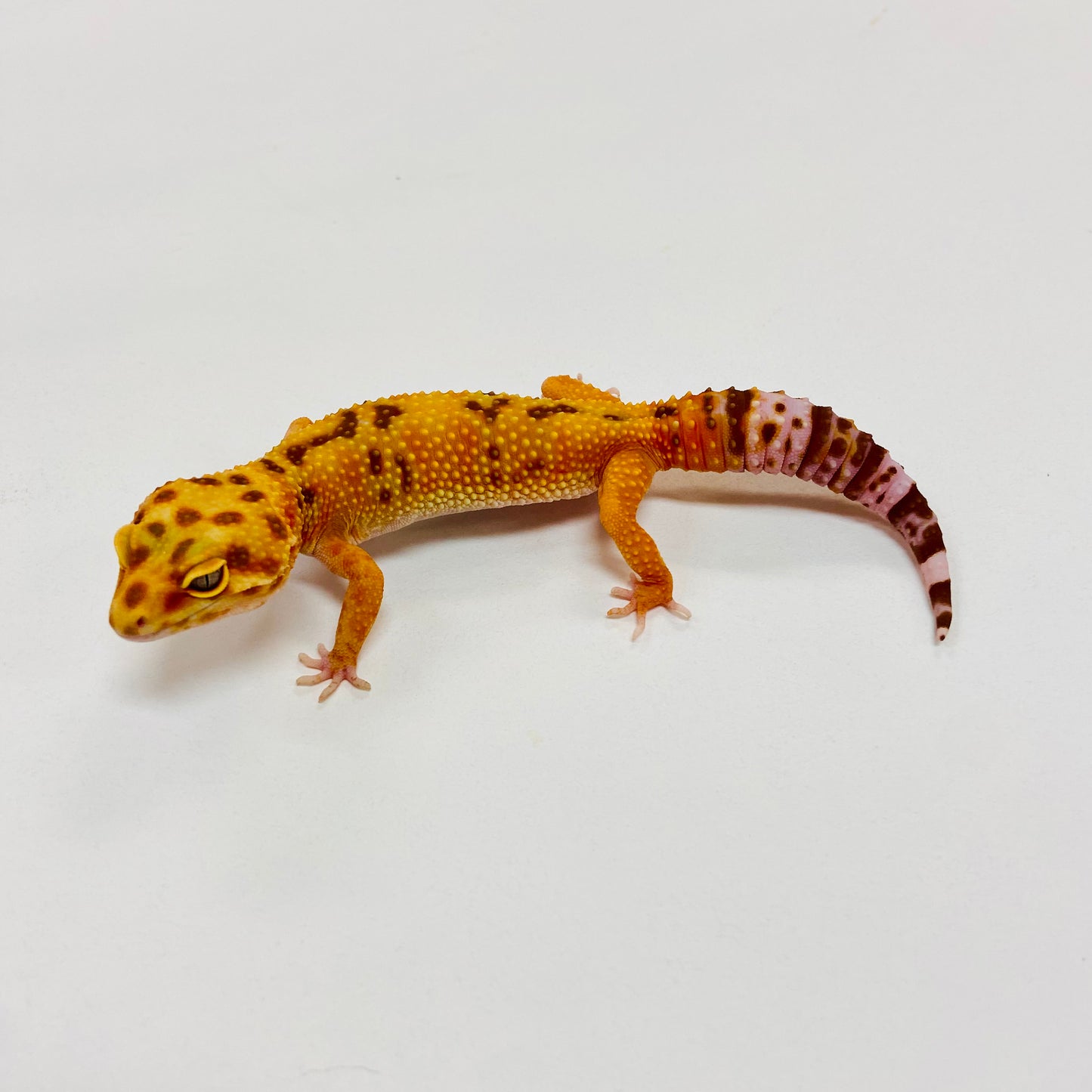 Albino Tremper Tangerine Leopard Gecko Female I-B5-82322-1