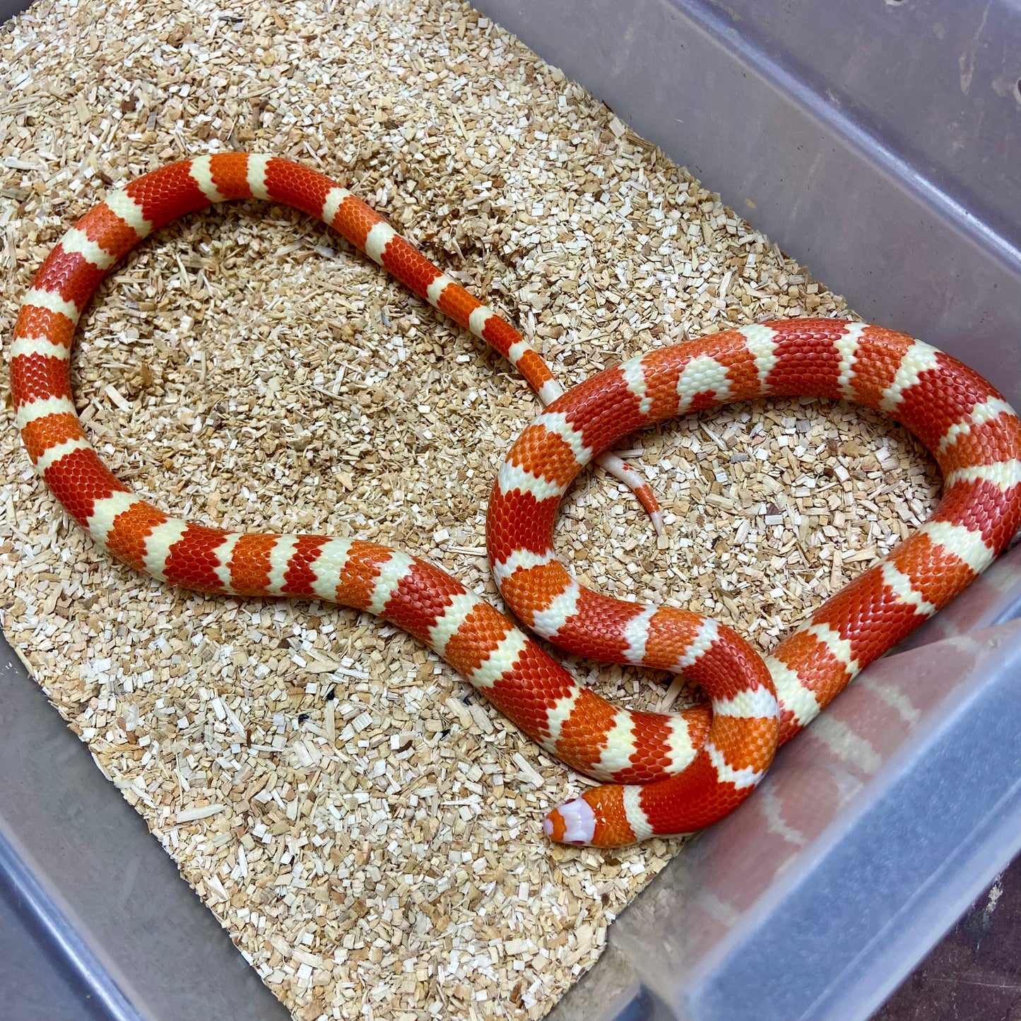 Extreme Albino Tangerine Honduran Milksnake 2023 Male M03