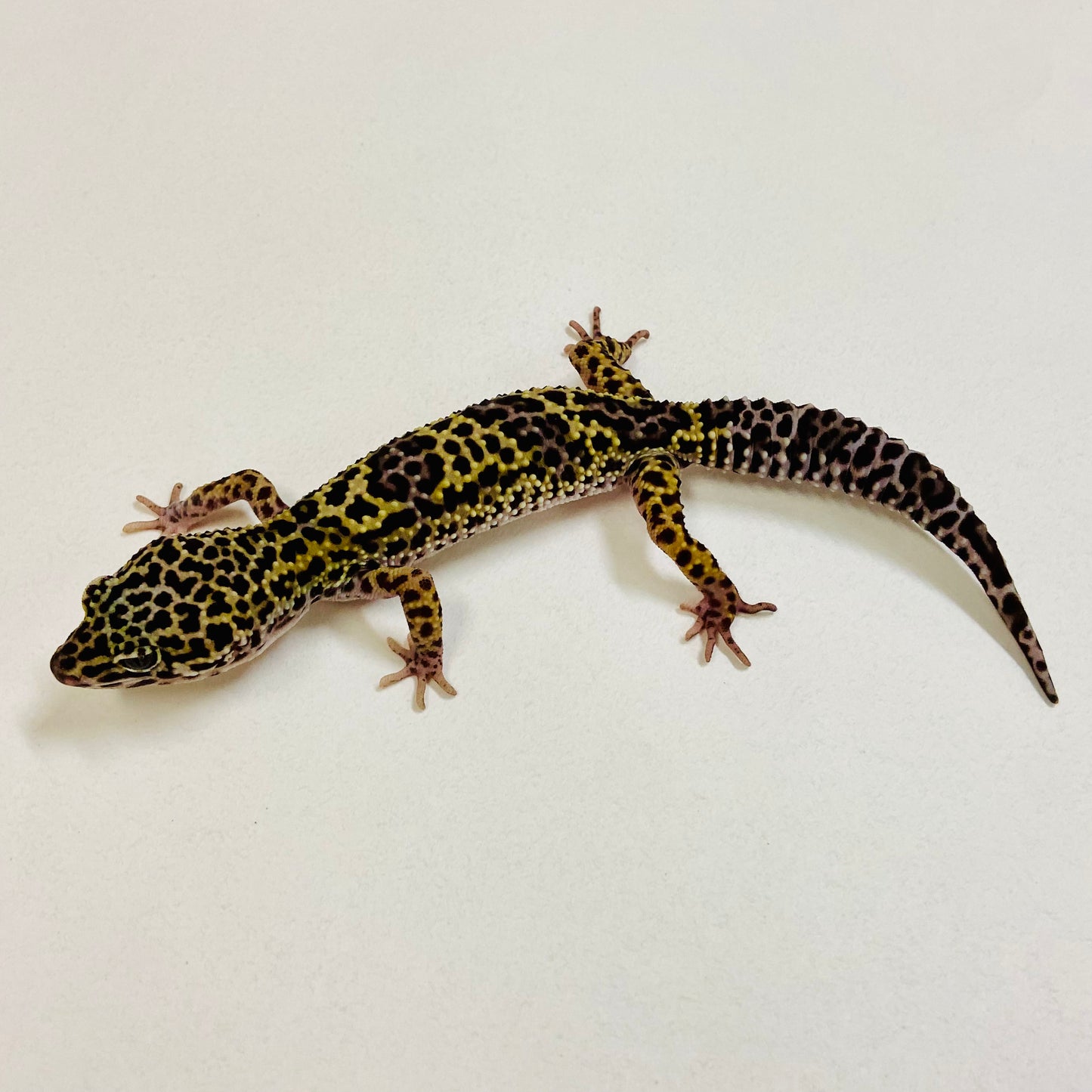 Dark Mack Snow Leopard Gecko Pos Female 2025-195