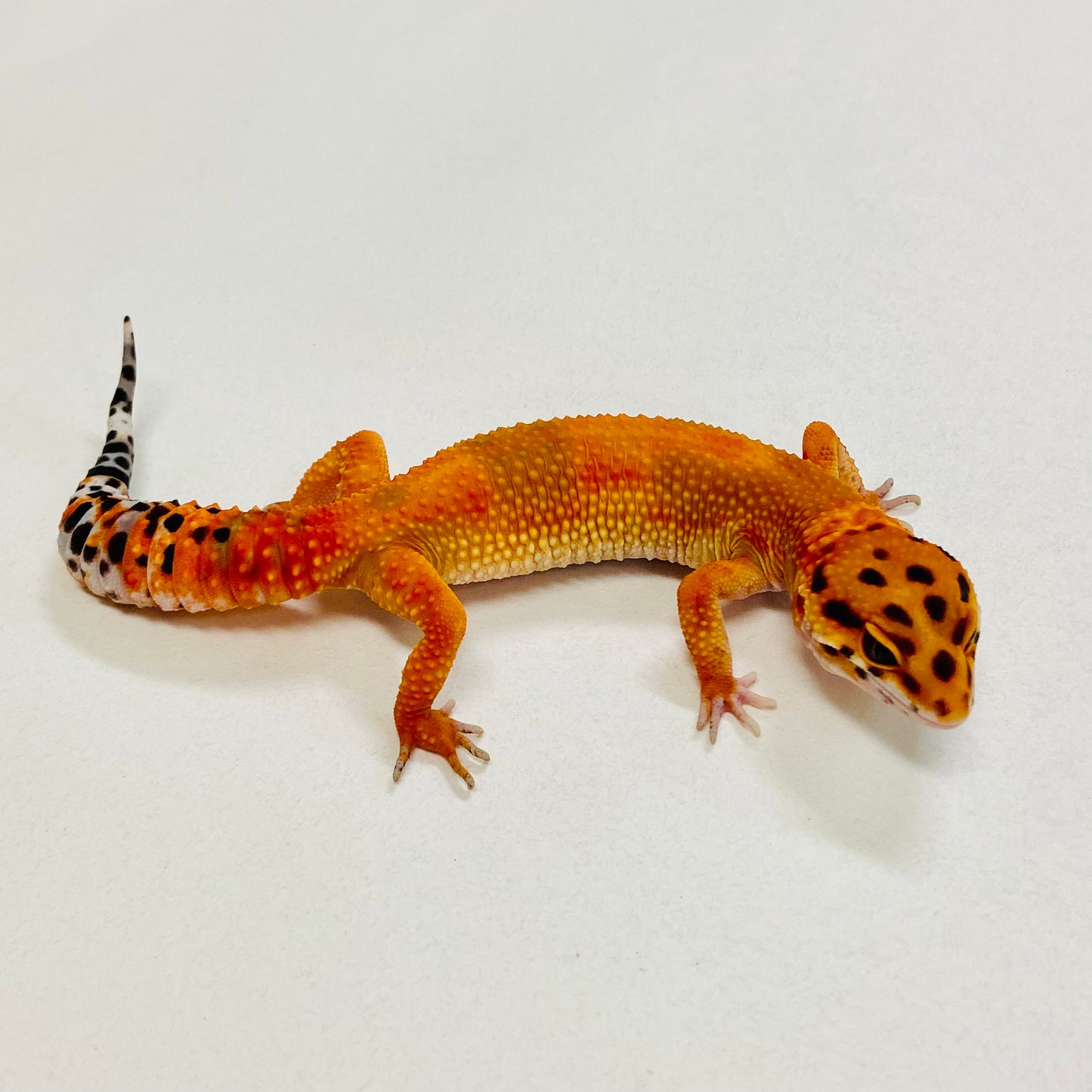 Dark Tangerine Leopard Gecko Pos Male 2025-141