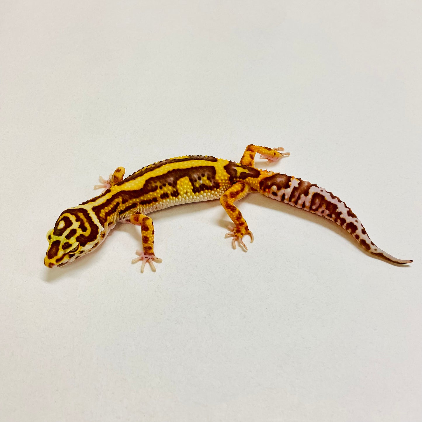 Bold Bell Leopard Gecko Female 2025-208
