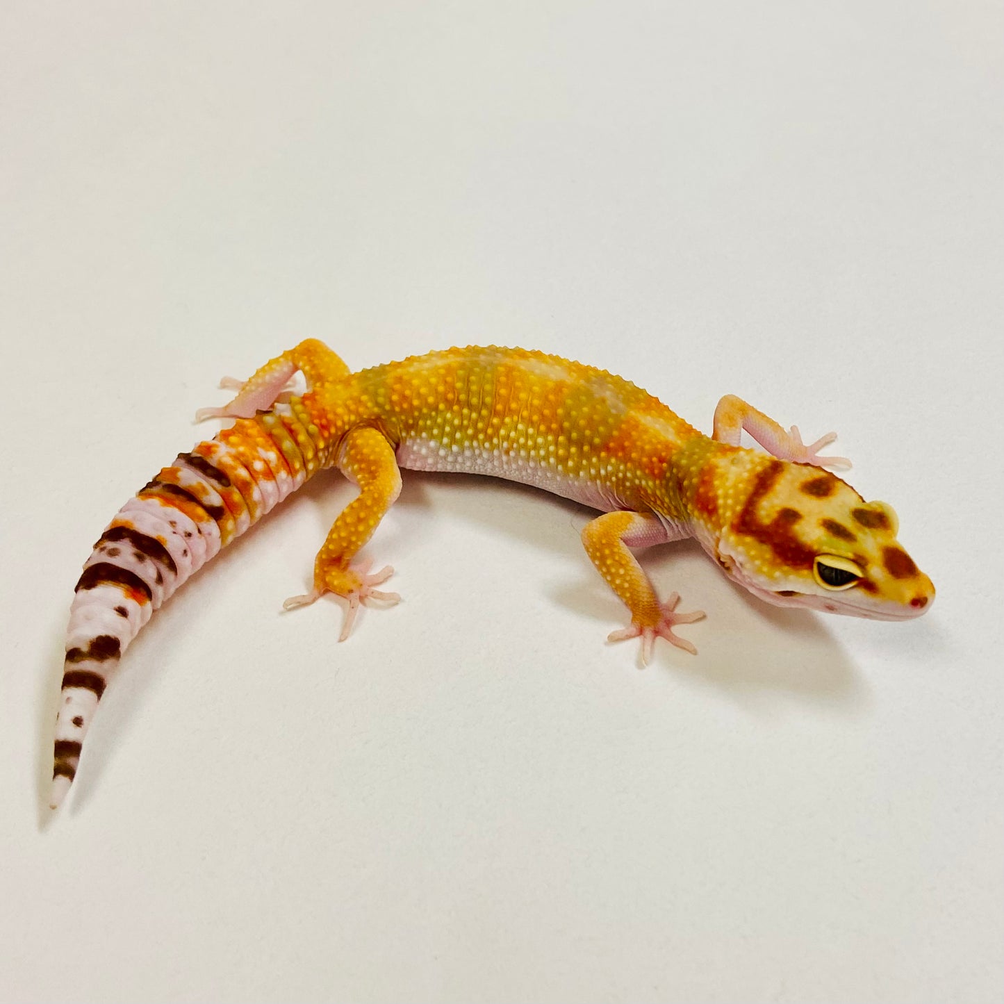 Tangerine Raptor Leopard Gecko Female 2025-030