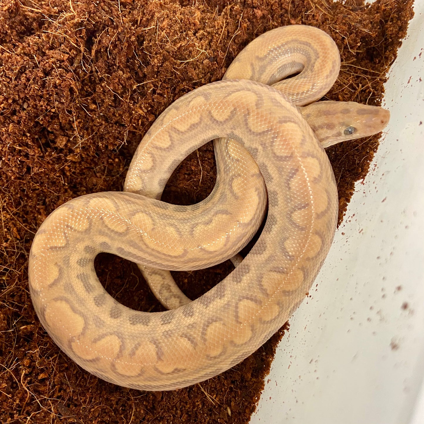 Pair T+ Albino Colombian Rainbow Boas Male & Female 2025