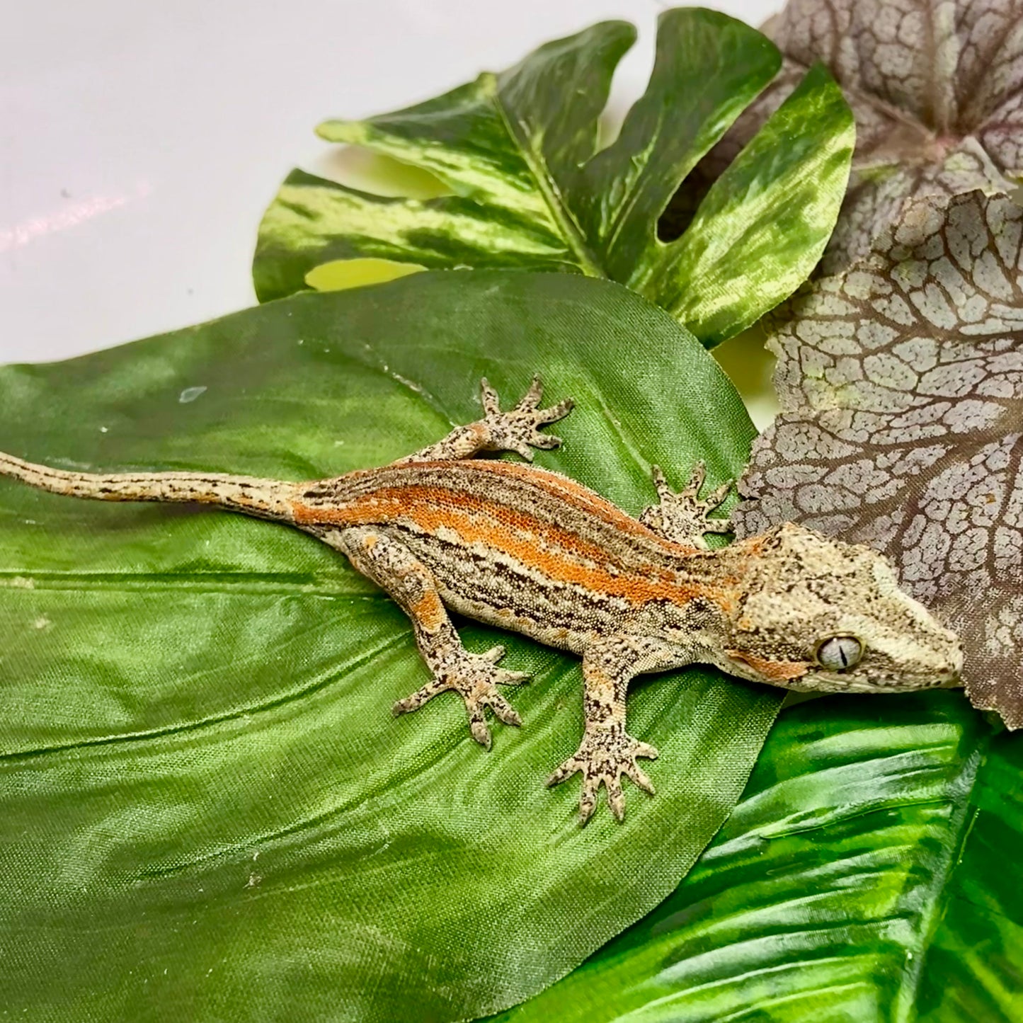 Red/Orange Stripe Gargoyle Gecko 2025 Unsexed 31725-03