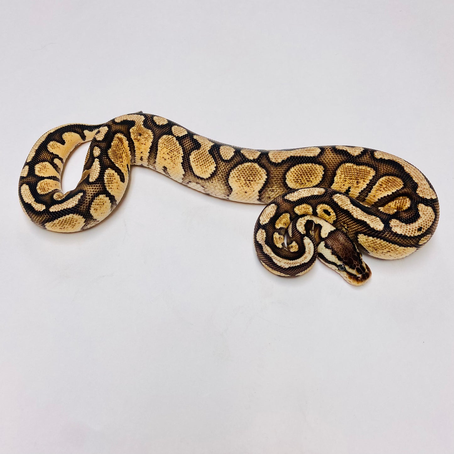 Pastel Red Stripe Het Clown Ball Python - Female #2022F01