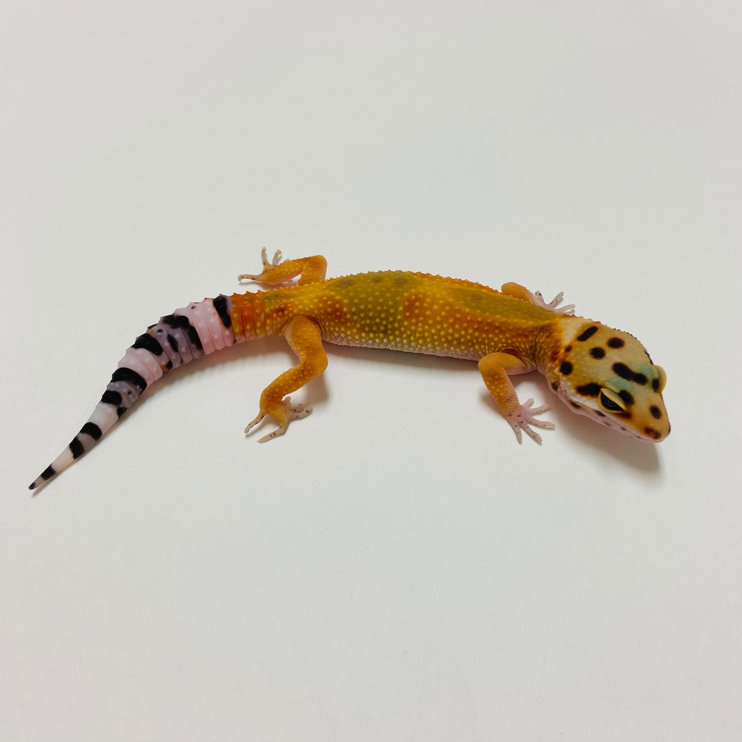 Super Hypo Tangerine Leopard Gecko 2025-021