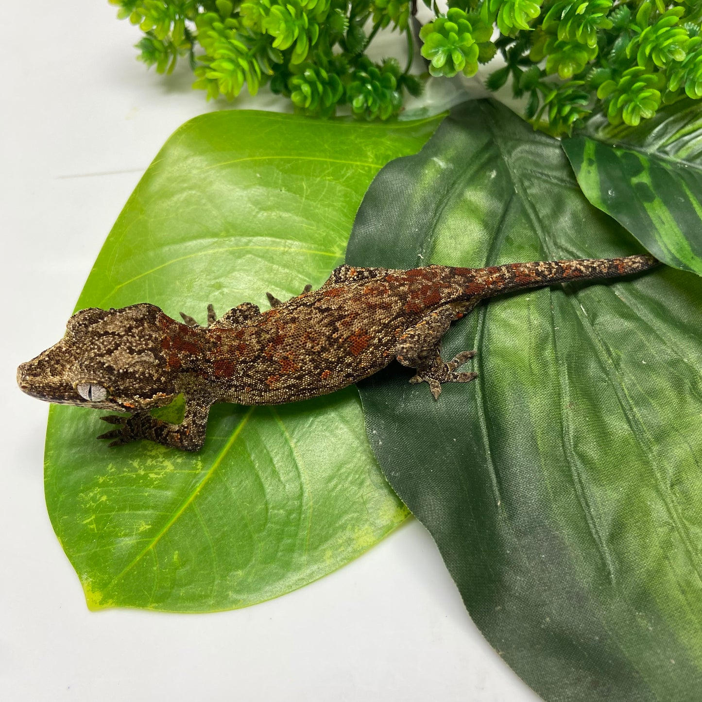 Red Blotch Reticulated Gargoyle Gecko 2024 Male AN405