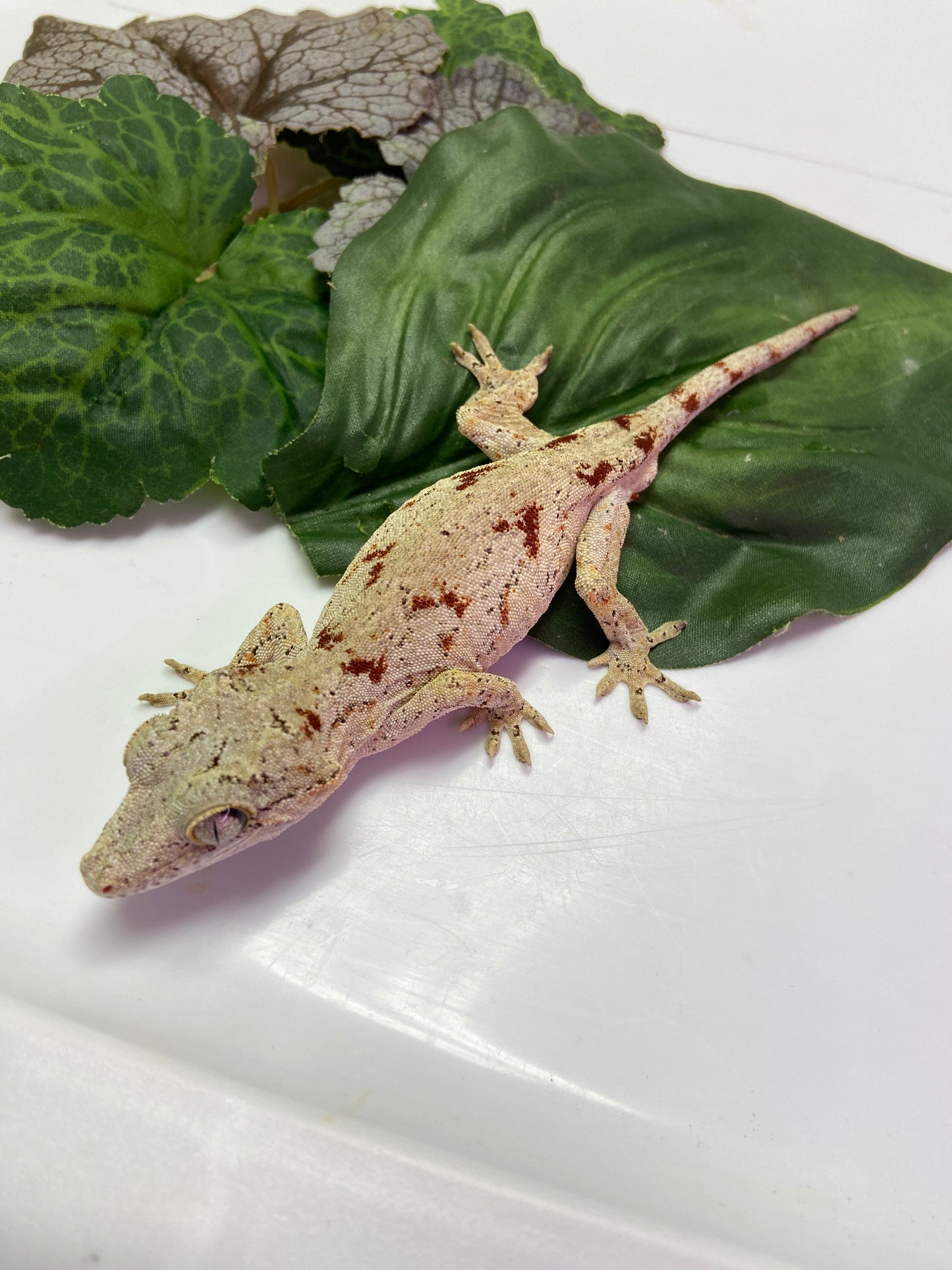 Red Blotched Reticulated Gargoyle Gecko 2023 Male AN234
