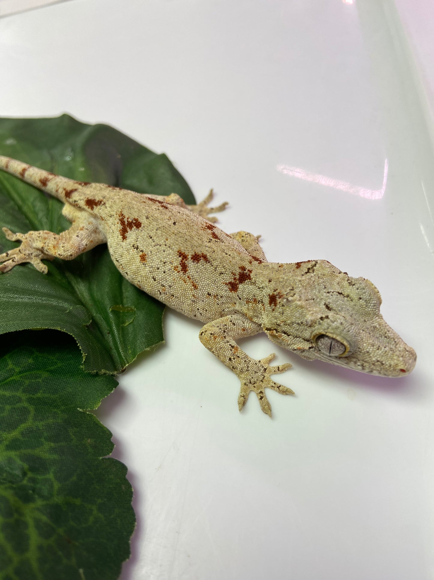 Red Blotched Reticulated Gargoyle Gecko 2023 Male AN234