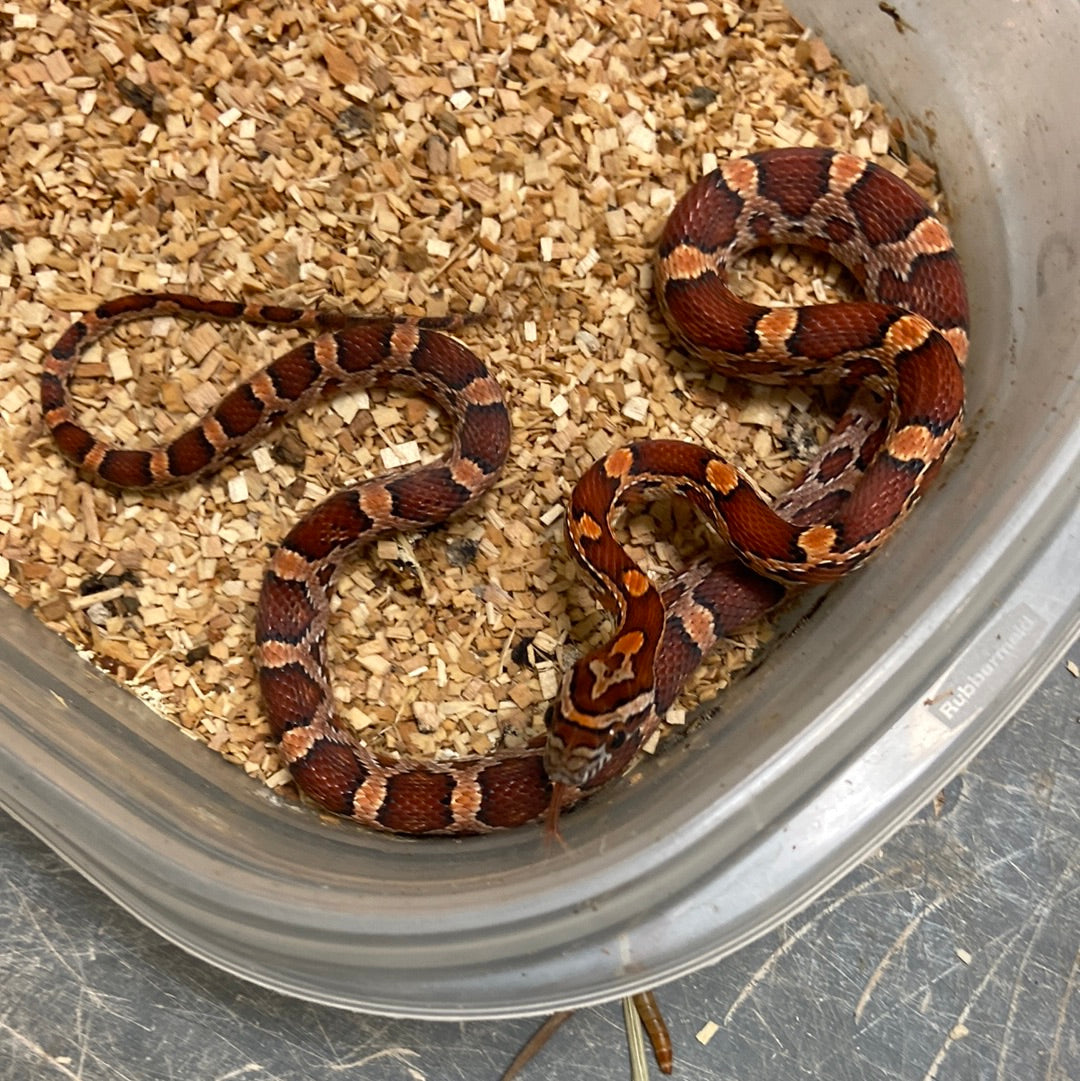 Okeetee Het Scaleless -Cornsnake 2022 F01
