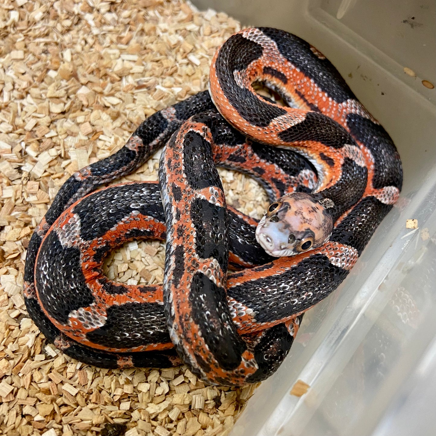 Scaleless Texas Ratsnake Female #2022F06