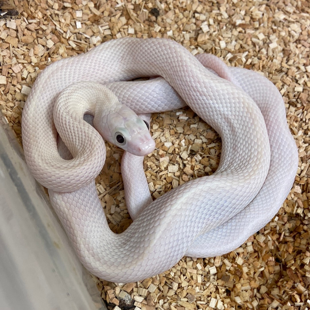 Leucistic Texas Ratsnake 2022 Female F04