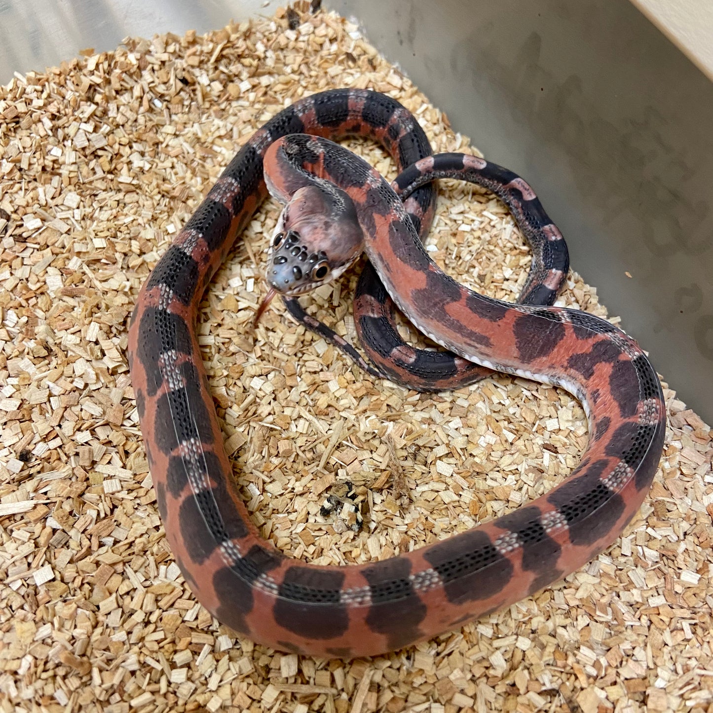 Scaleless Texas Ratsnake Male #2022M15