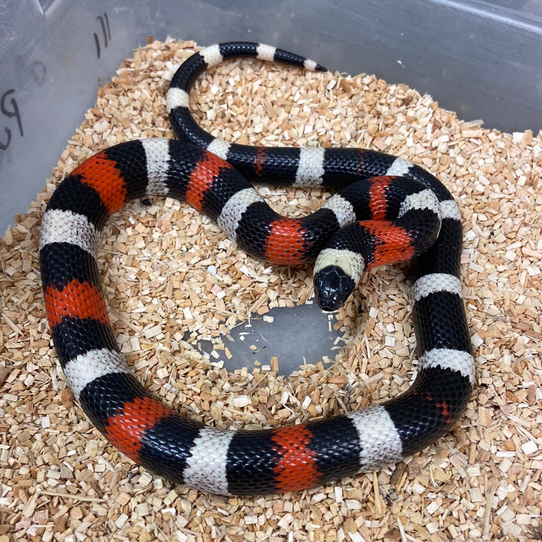 Pueblan Milksnake 2022 Males
