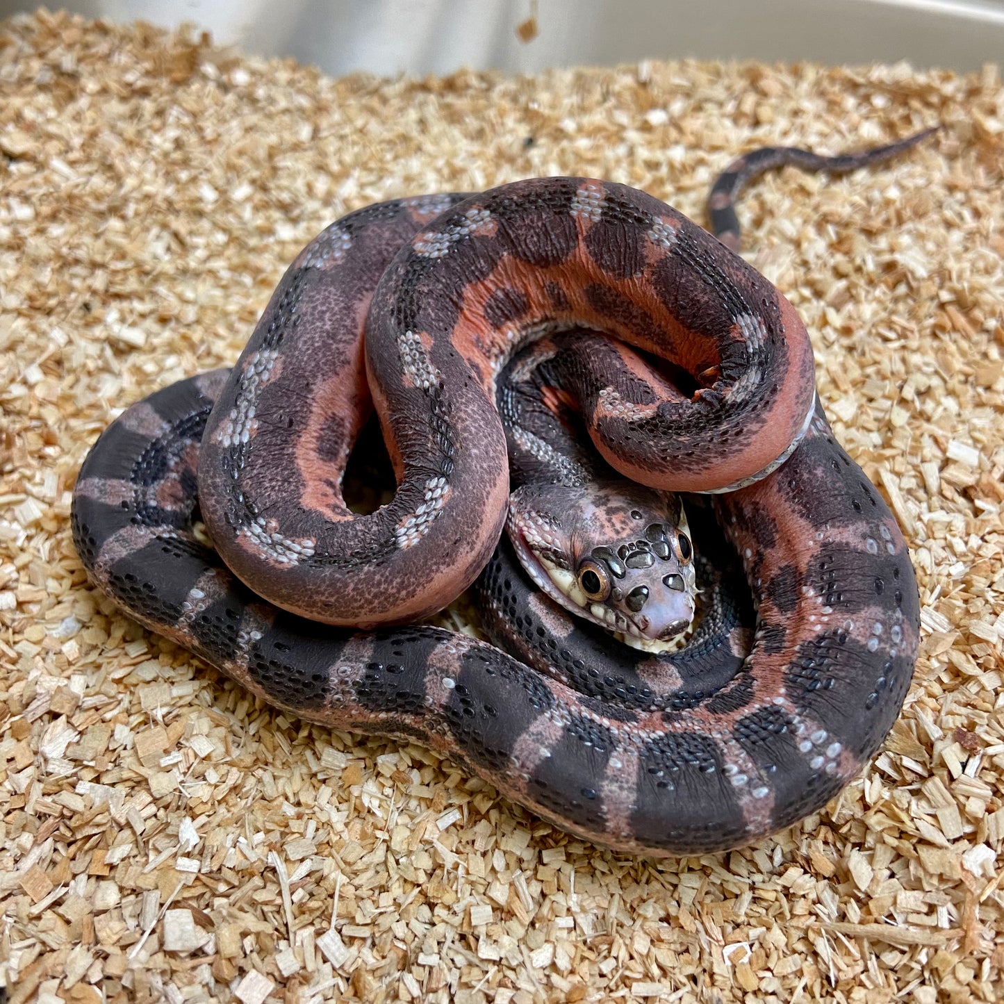 Scaleless Texas Ratsnake Male #2022M17