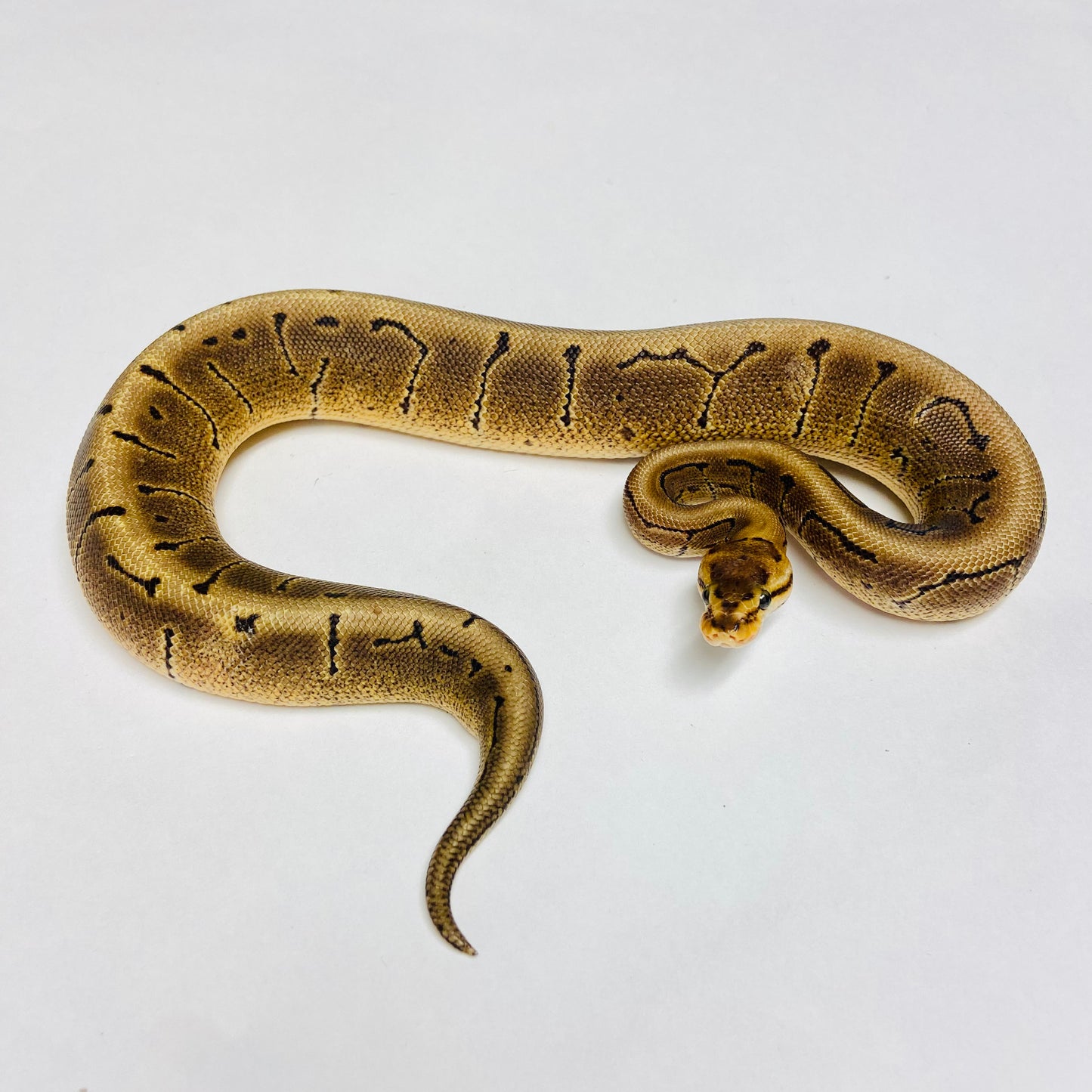 Woma Pinstripe Ball Python - Male #2022M01