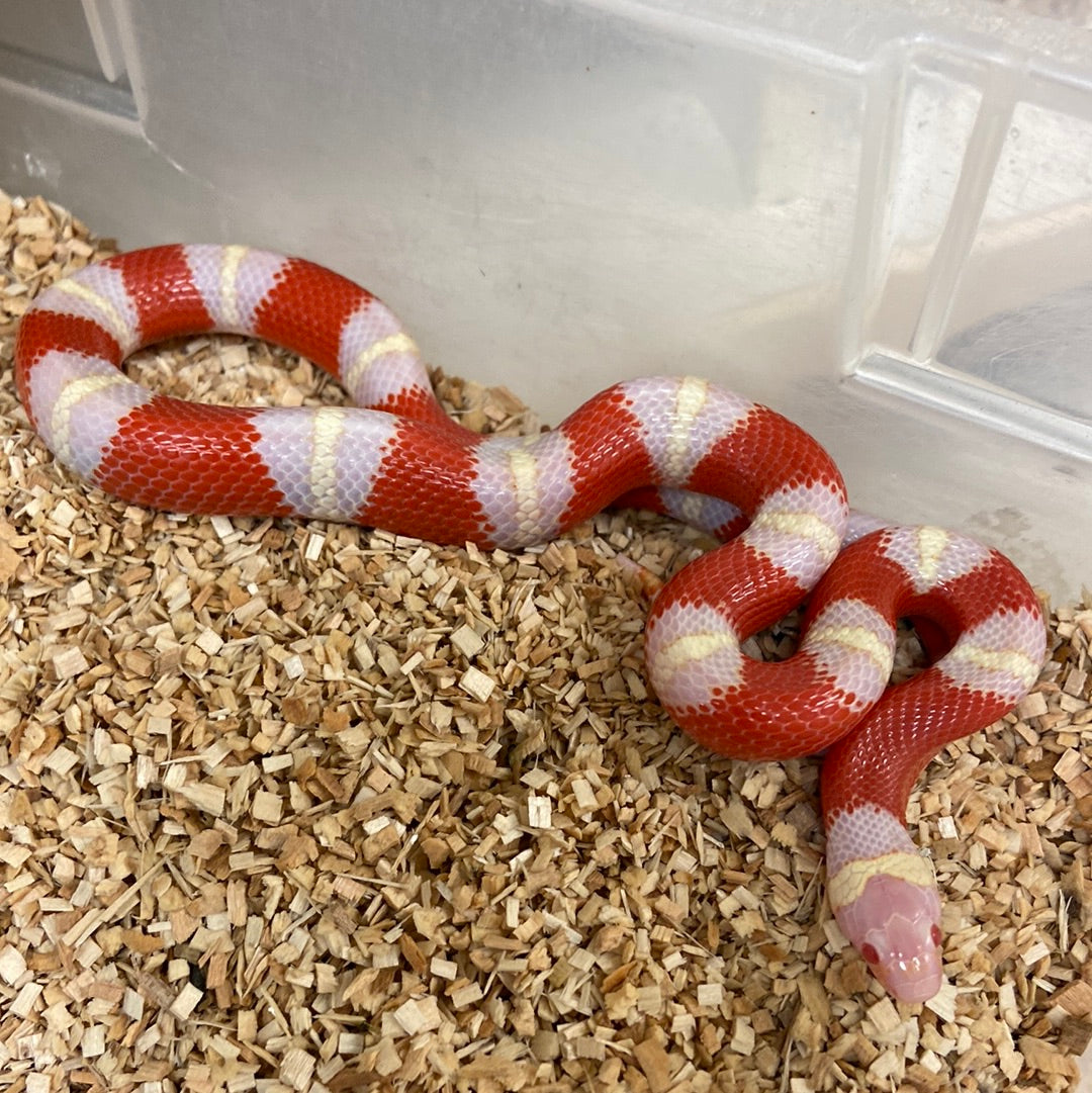 Bulls Eye Albino Nelsons Milksnake 2022 Male