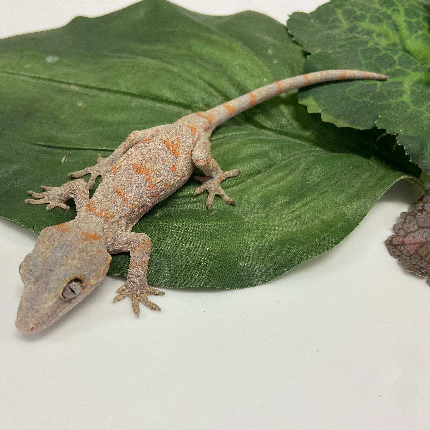 Orange Super Blotched Reticulated Gargoyle Gecko- Pos Female #LS231