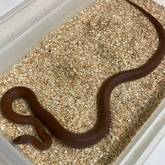 Patternless Bela Bela House Snake 2020 Male M05