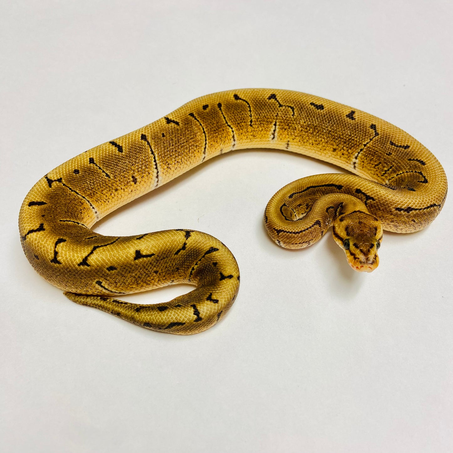 Woma Cypress Pinstripe Ball Python - Male #2022M01