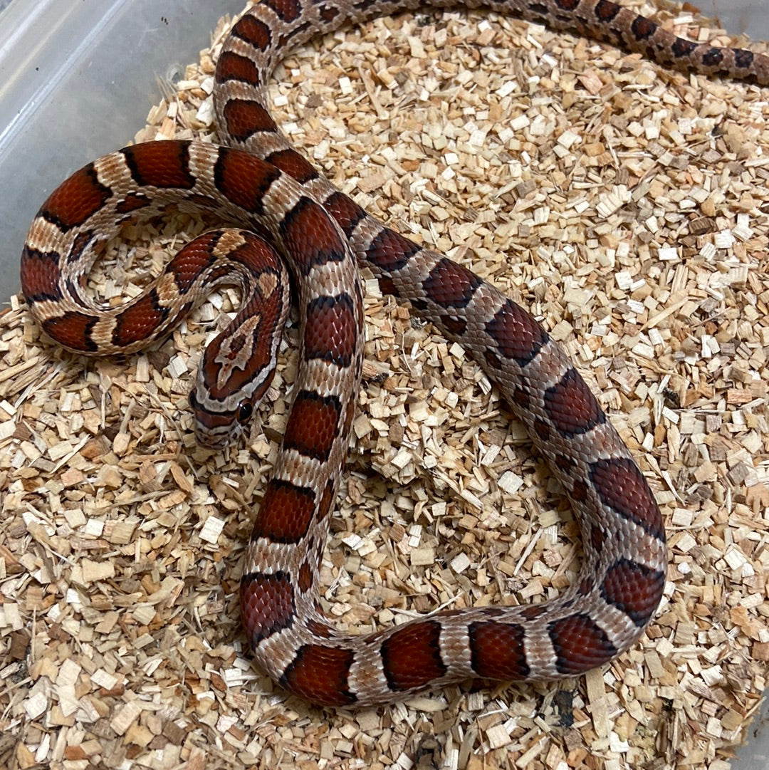 Okeetee Het Scaleless -Cornsnake 2022 M04
