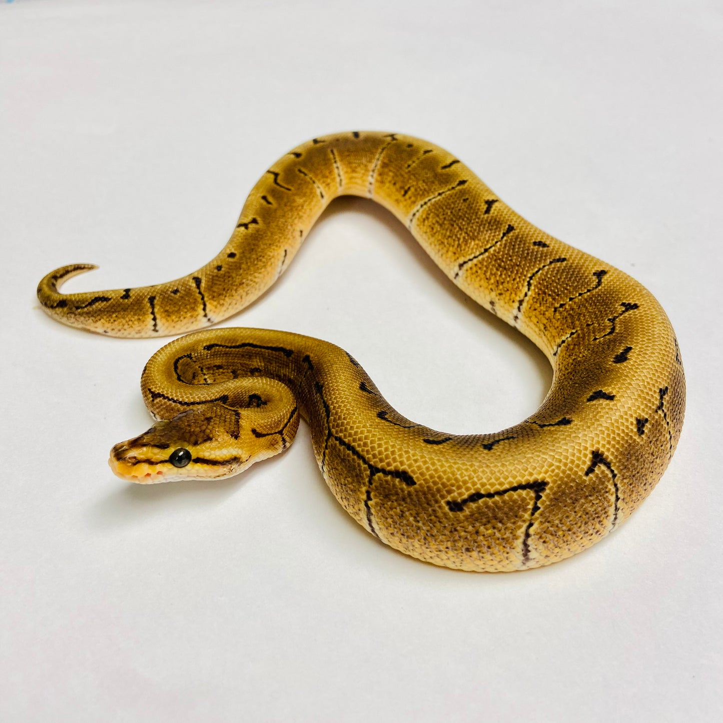 Woma Cypress Pinstripe Ball Python - Male #2022M01