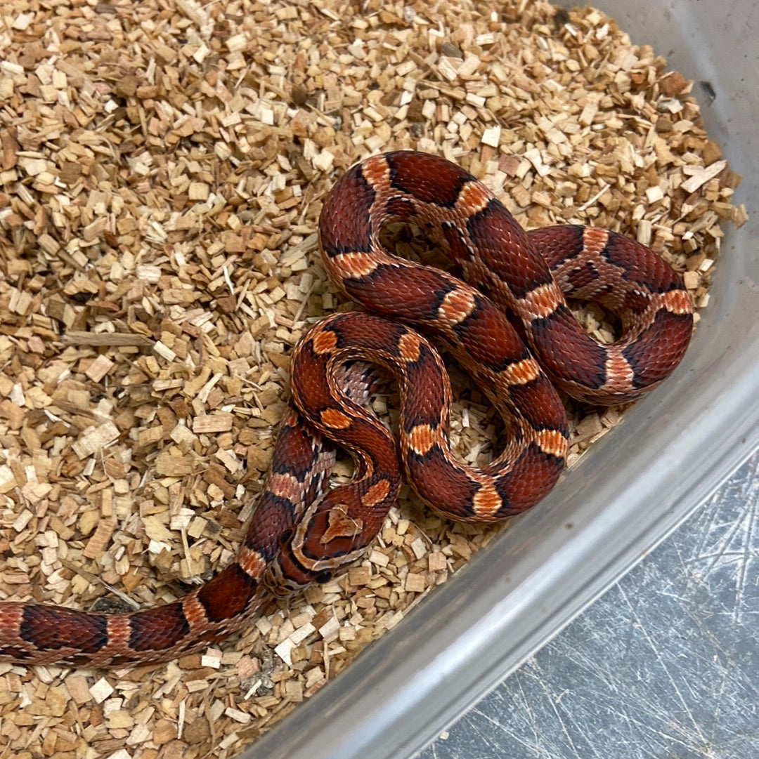 Okeetee Het Scaleless -Cornsnake 2022 M01