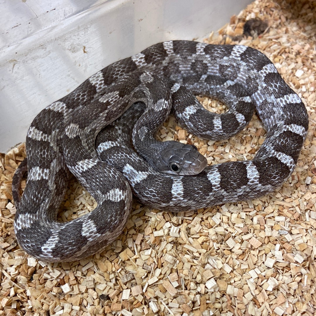 Anerythristic Texas Ratsnake Female #2022F01