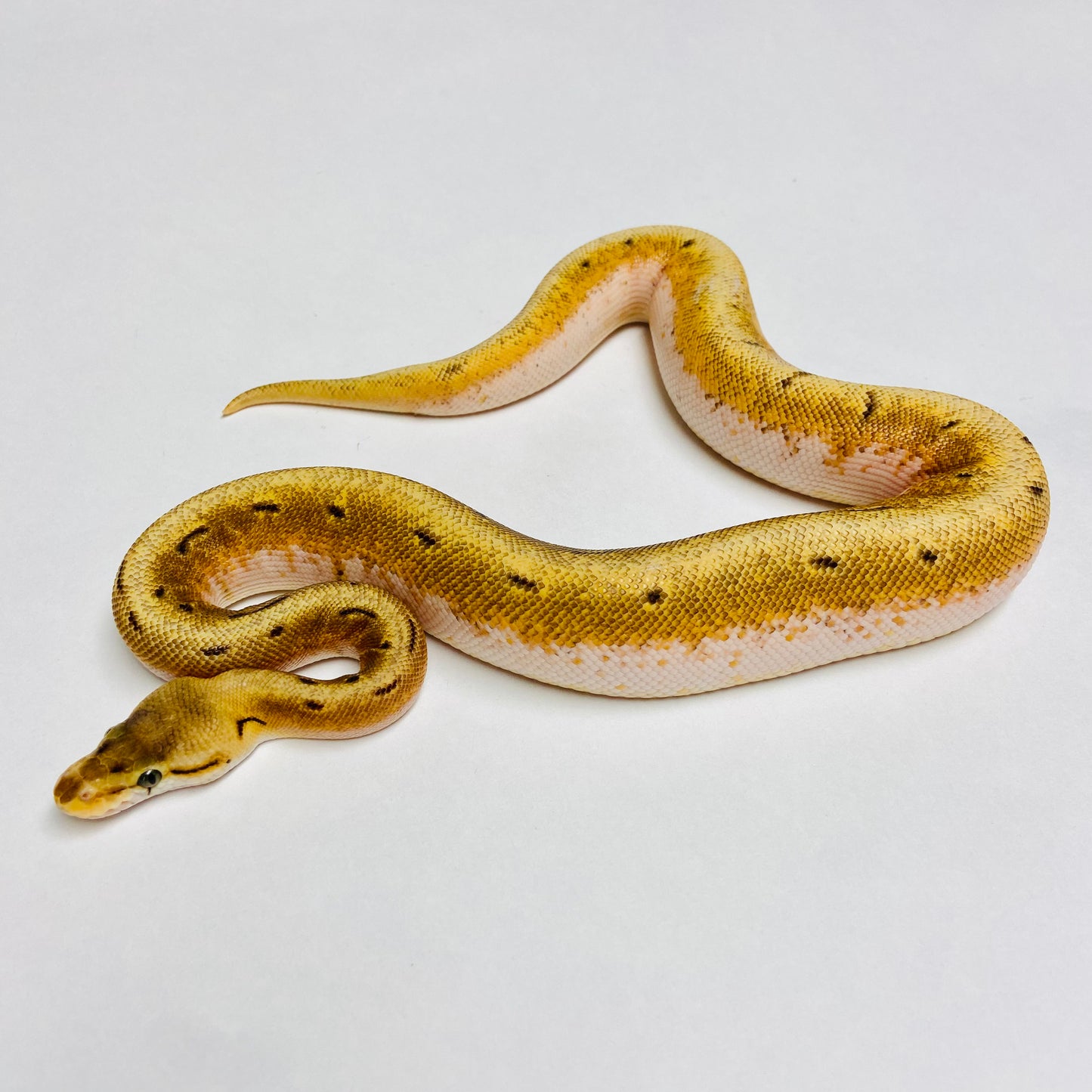 Spinner Super Orange Dream Ball Python - Male #2022M01
