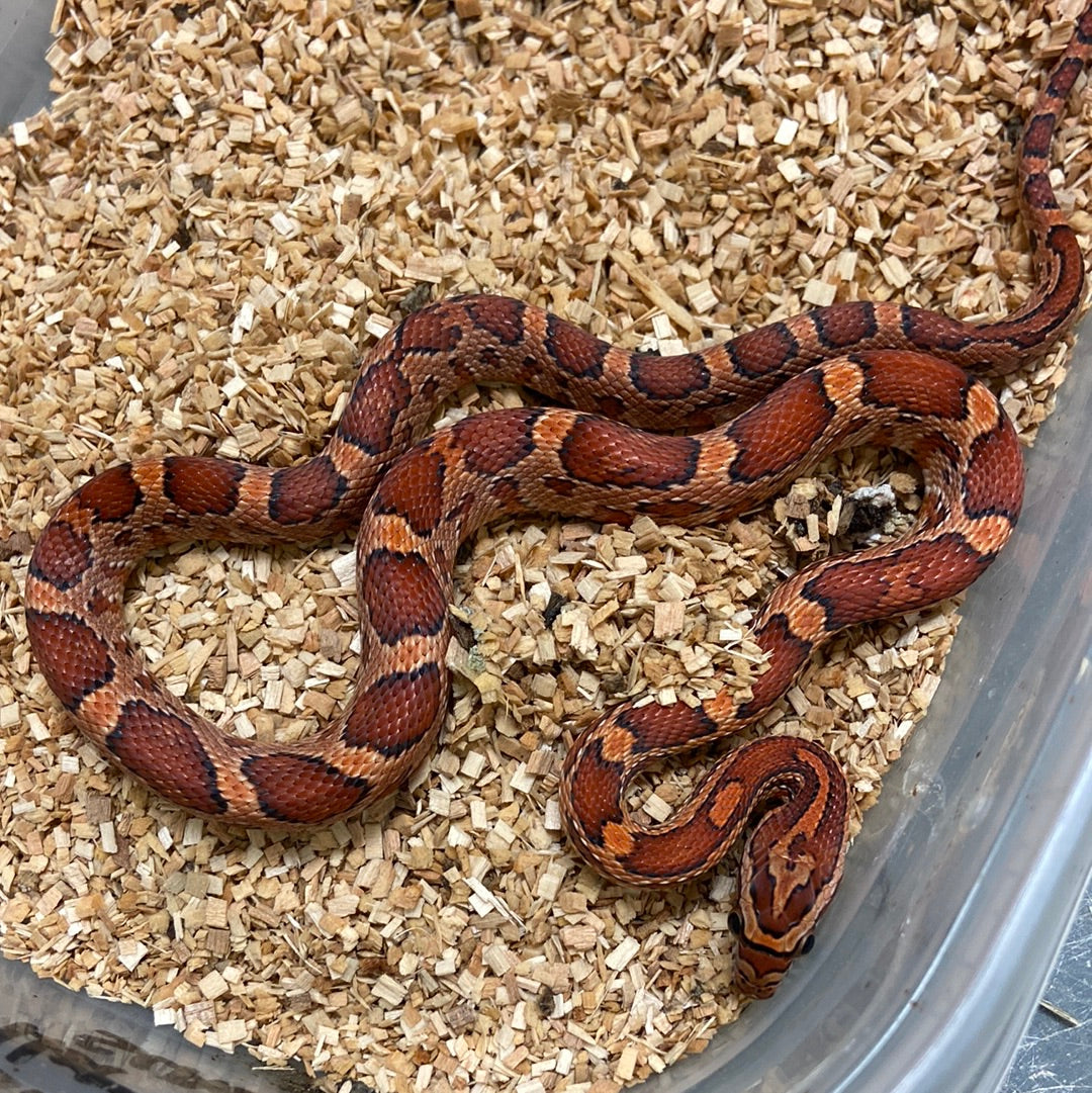 Okeetee Het Scaleless -Cornsnake 2022 F05