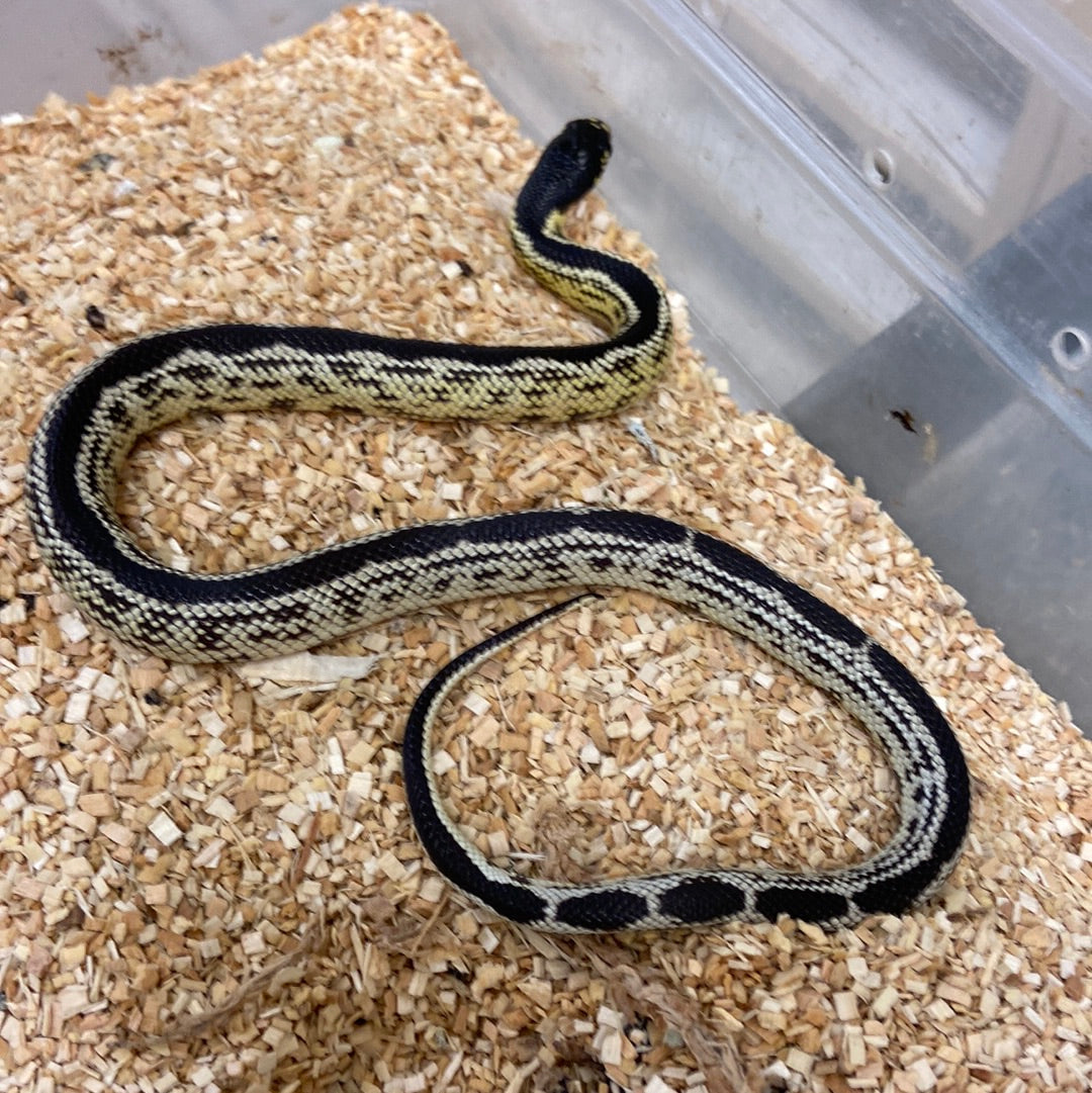 Striped California Kingsnake 2022 Female F02
