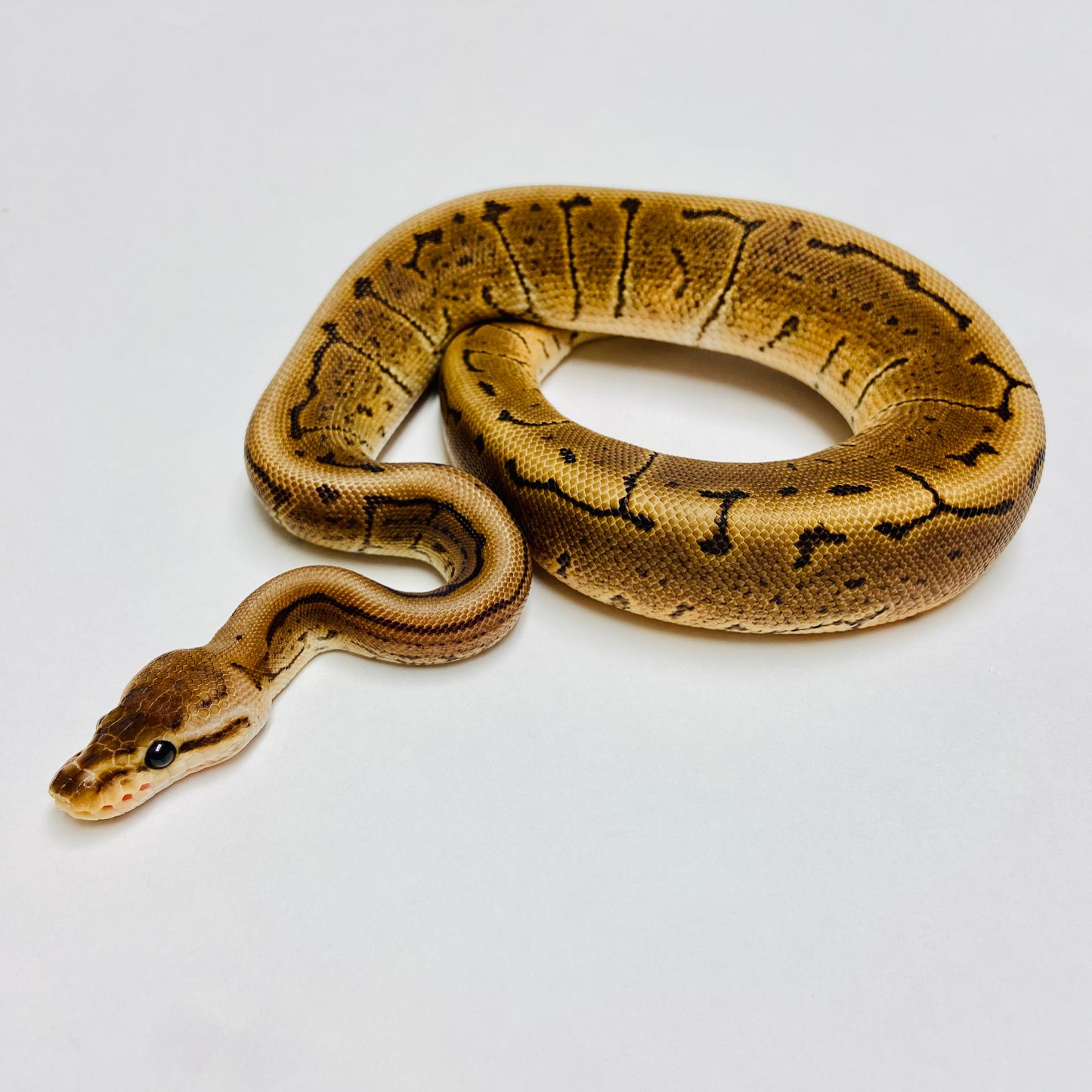 Black Pastel Woma Pinstripe Ball Python- Female #2022F01