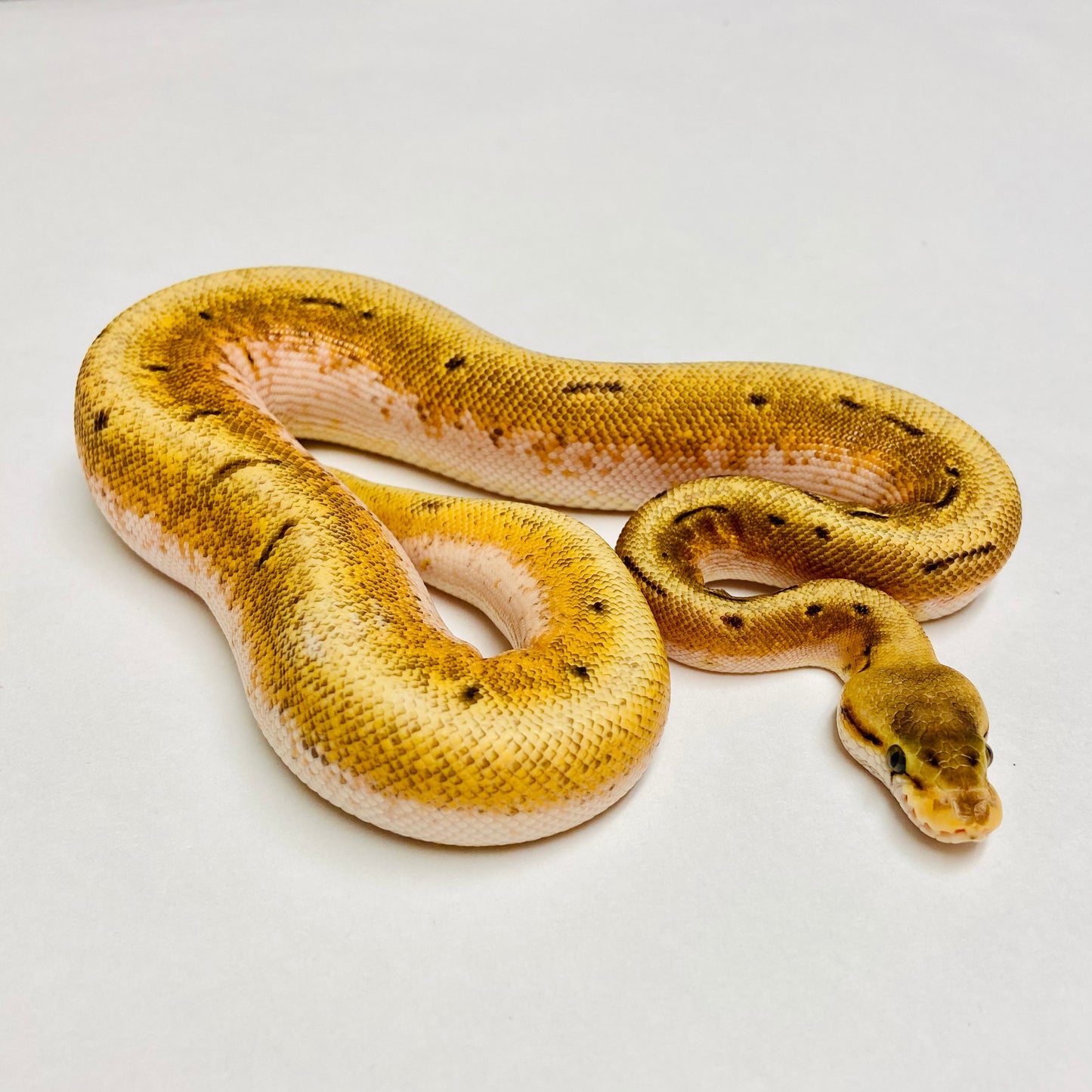 Spinner Super Orange Dream Ball Python - Male #2022M01