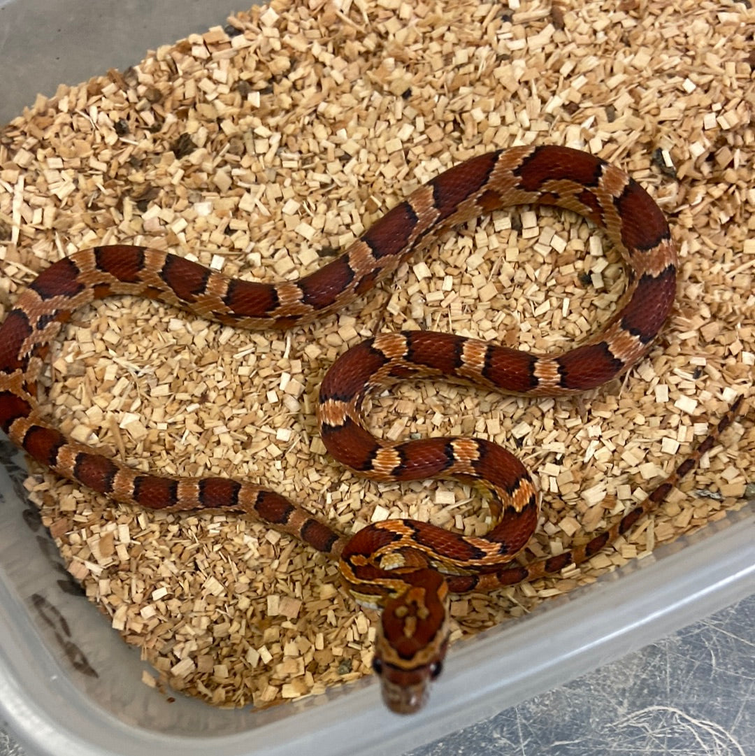 Het Anerythristic Cornsnake 2022 Female F01