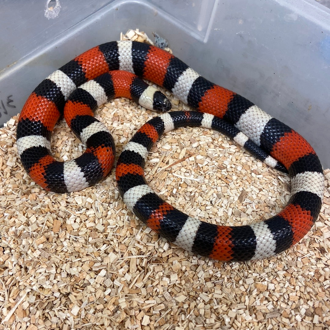 Pueblan Milk Snake 2023