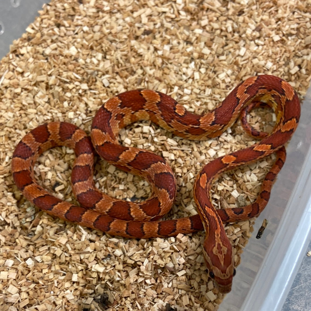 Het Anerythristic Cornsnake 2022 Male M02