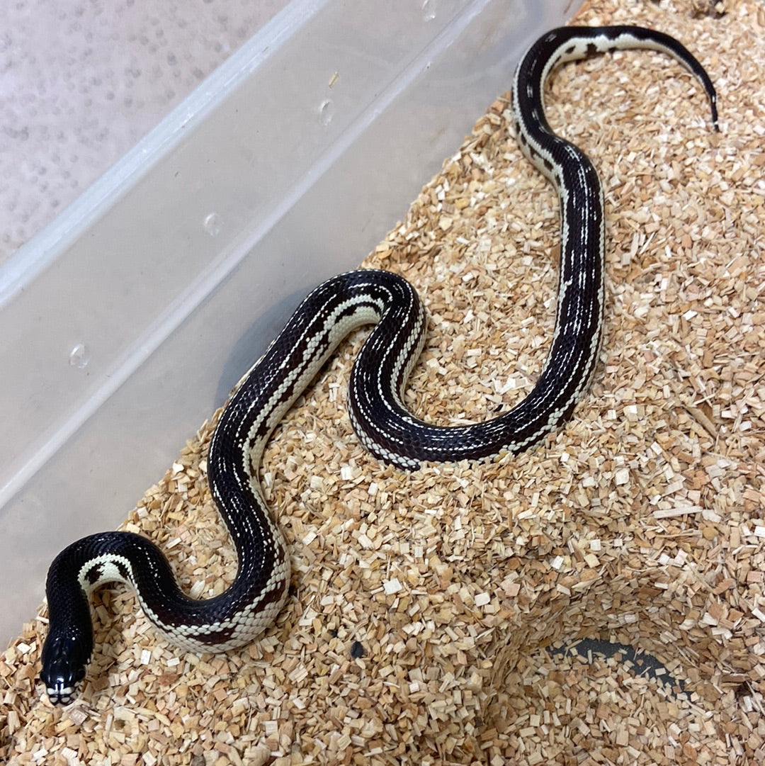 Striped California Kingsnake 2022 Female F01