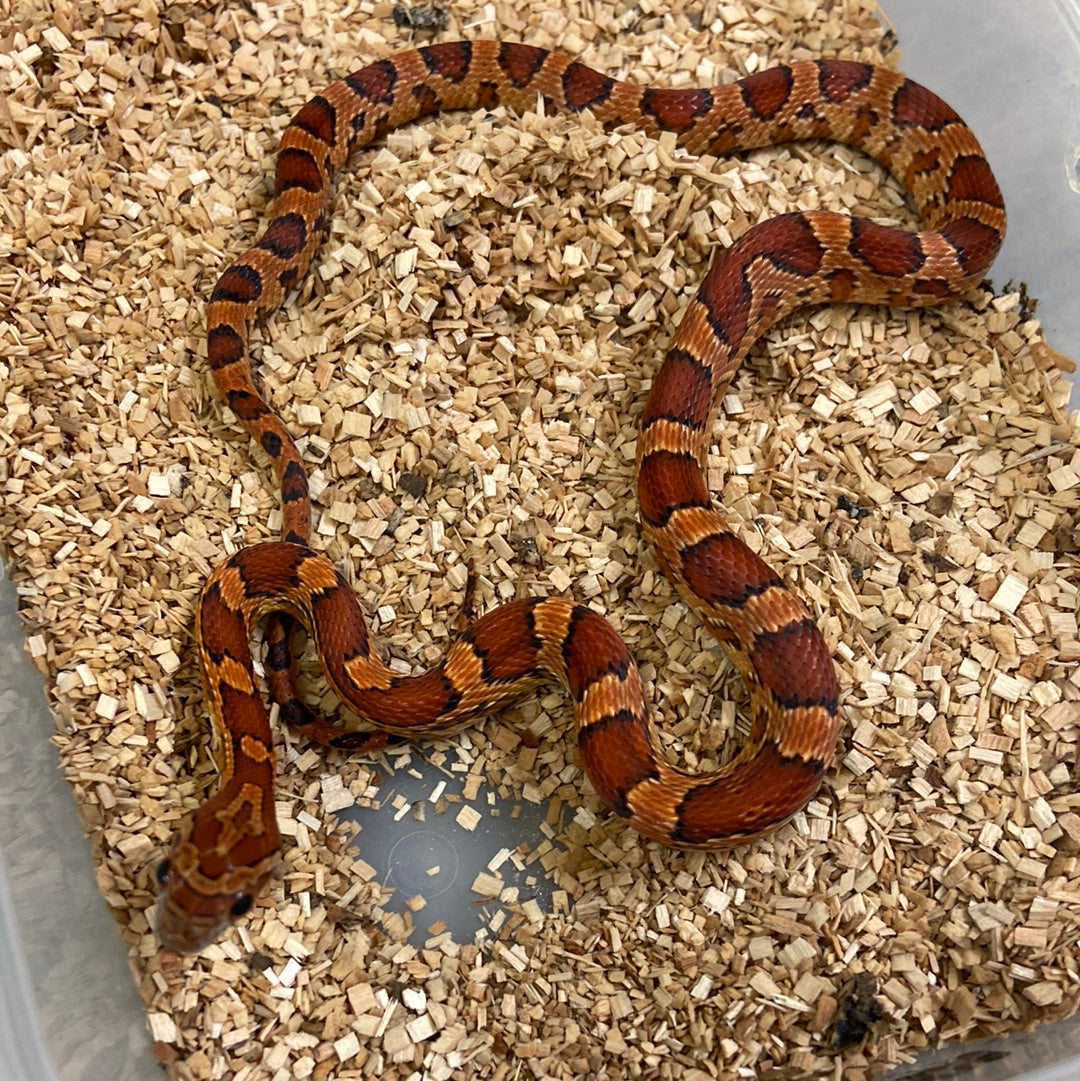 Het Anerythristic Cornsnake 2022 Male M08