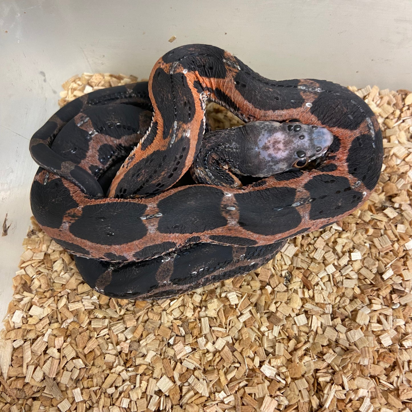 Scaleless Texas Ratsnake Female #2022F20