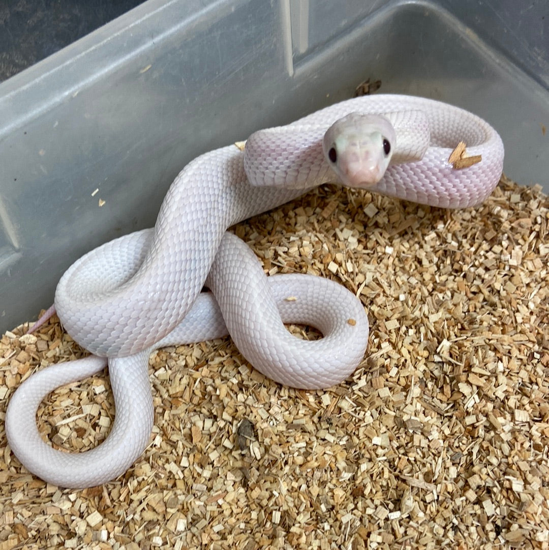 Leucistic Texas Ratsnake 2022 Male M05